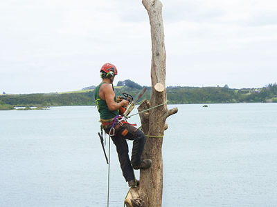 Tree Pruning in Kerikeri, Bay of Islands and Whangarei
